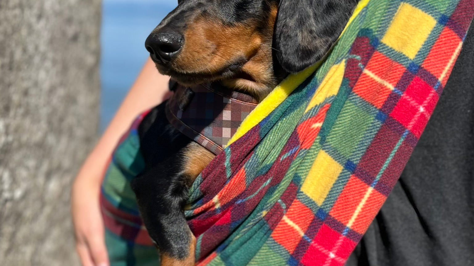 Dachshund in a bright tartan tartan dog sling.