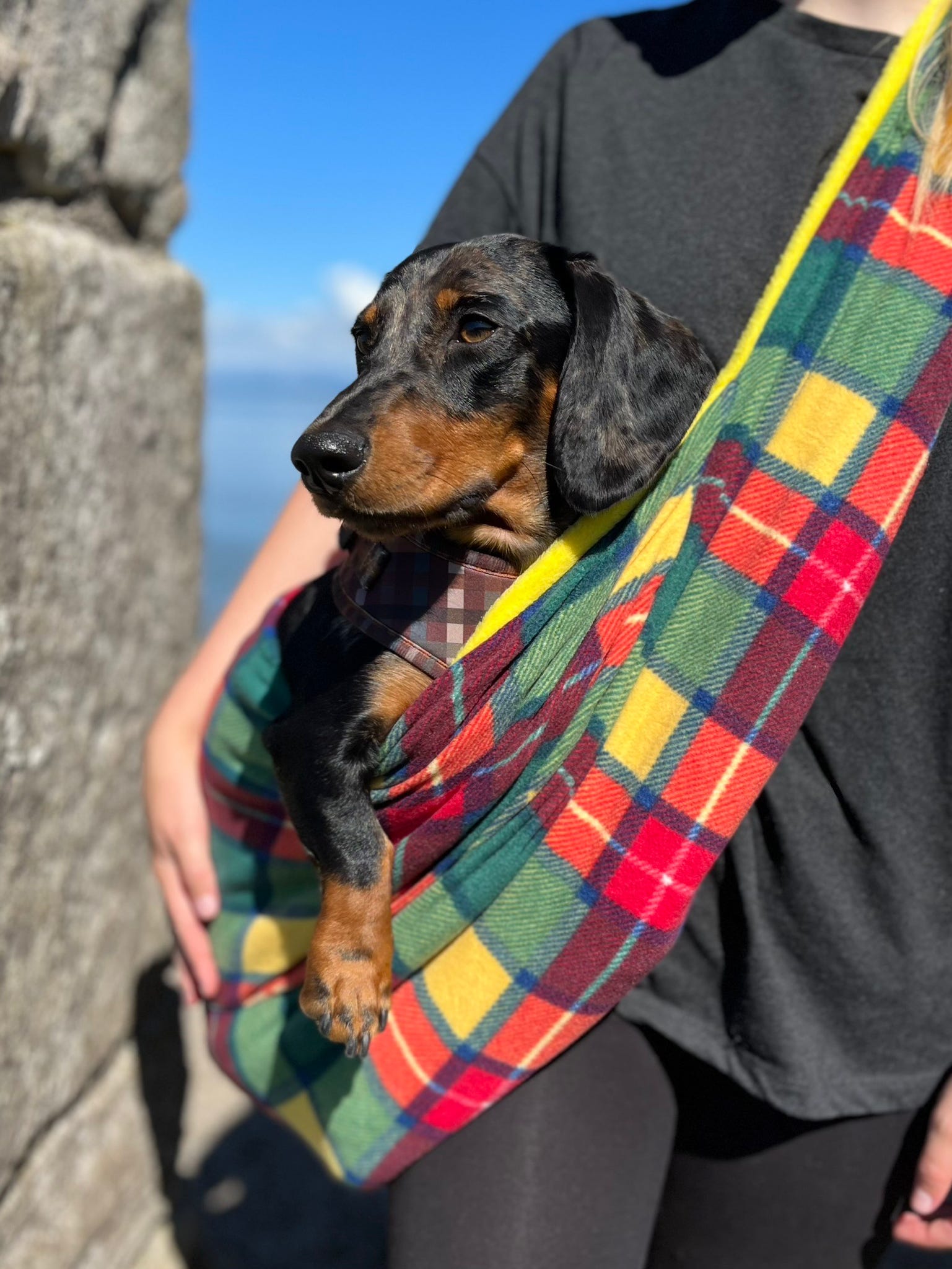 Dachshund in a bright tartan tartan dog sling.