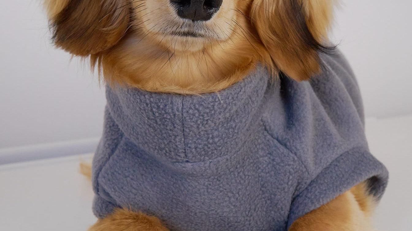 Why Chic Pup’s Dachshund Jumpers and Coats Are a Must-Have for Your Sausage Dog