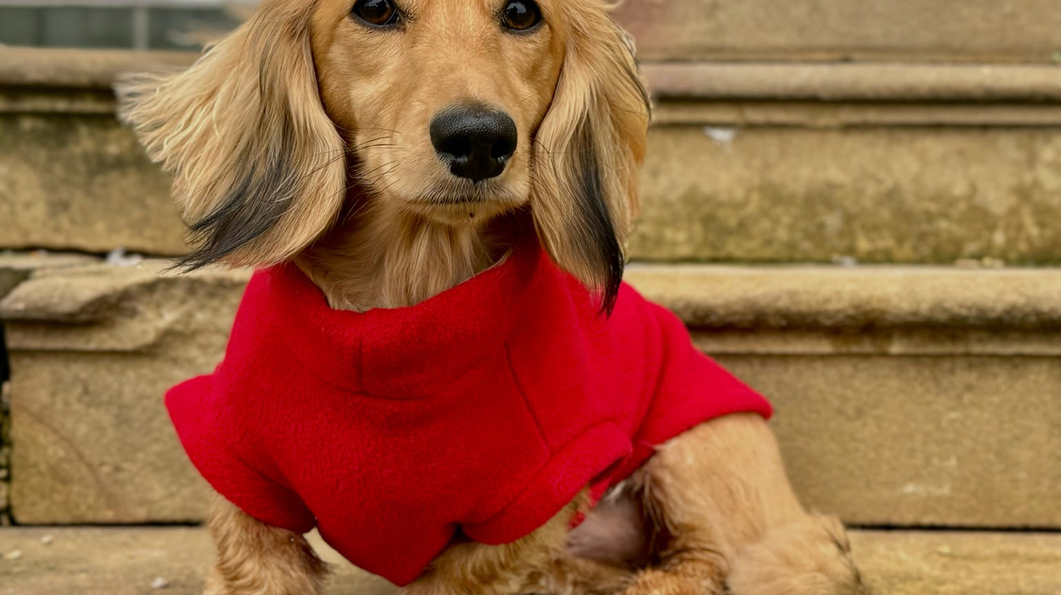 Elevate Your Dachshund’s Style with Chic Pup Co Custom Embroidered Dog Coats & Jumpers