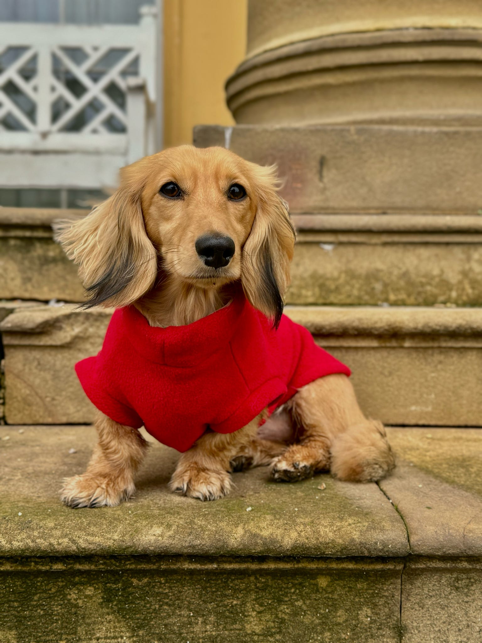 Elevate Your Dachshund’s Style with Chic Pup Co Custom Embroidered Dog Coats & Jumpers