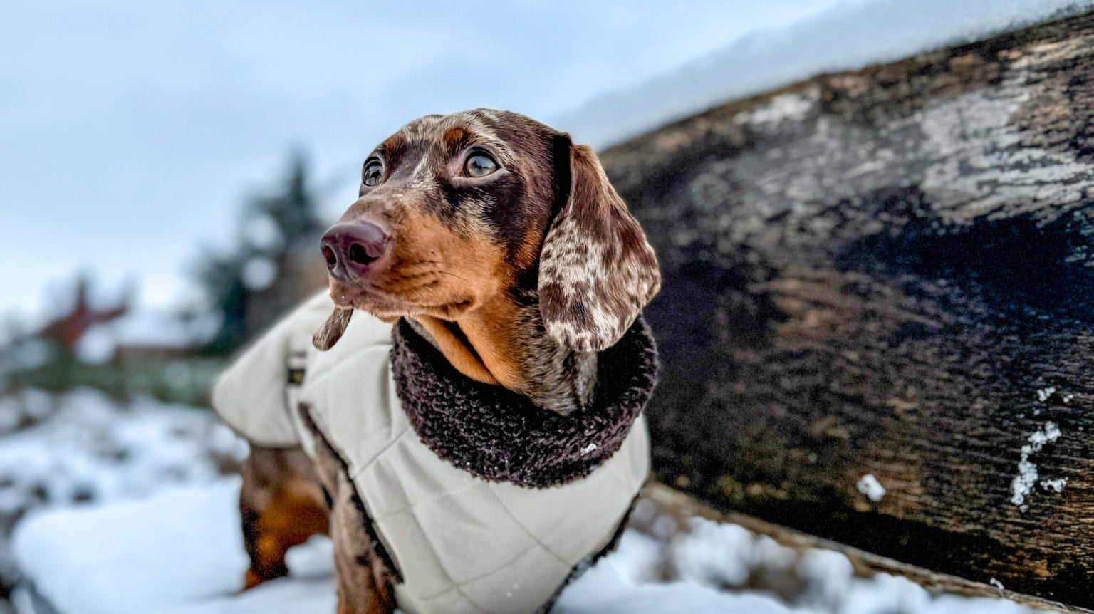 Dachshund wearing a winter coat