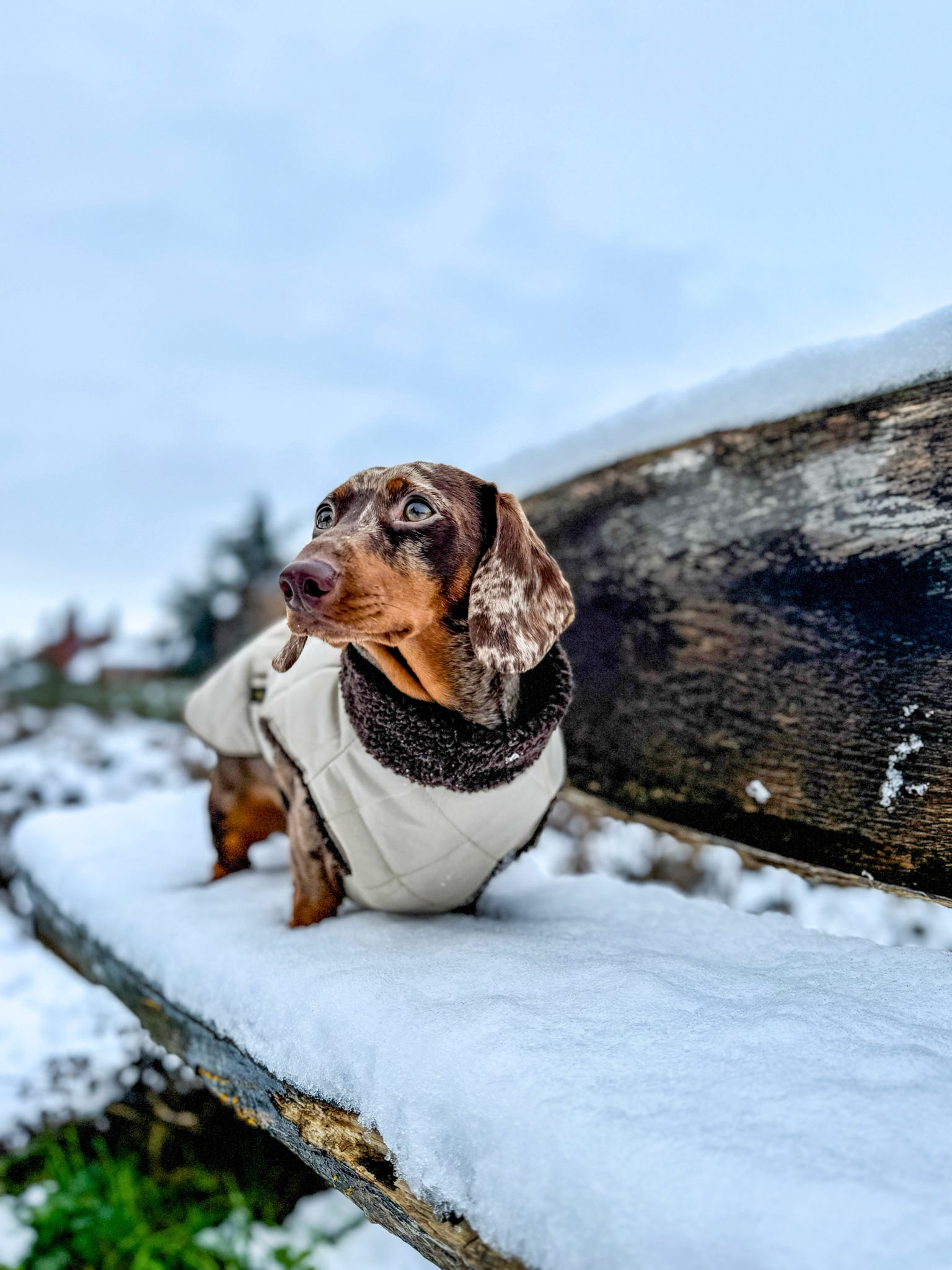 Dachshund wearing a winter coat