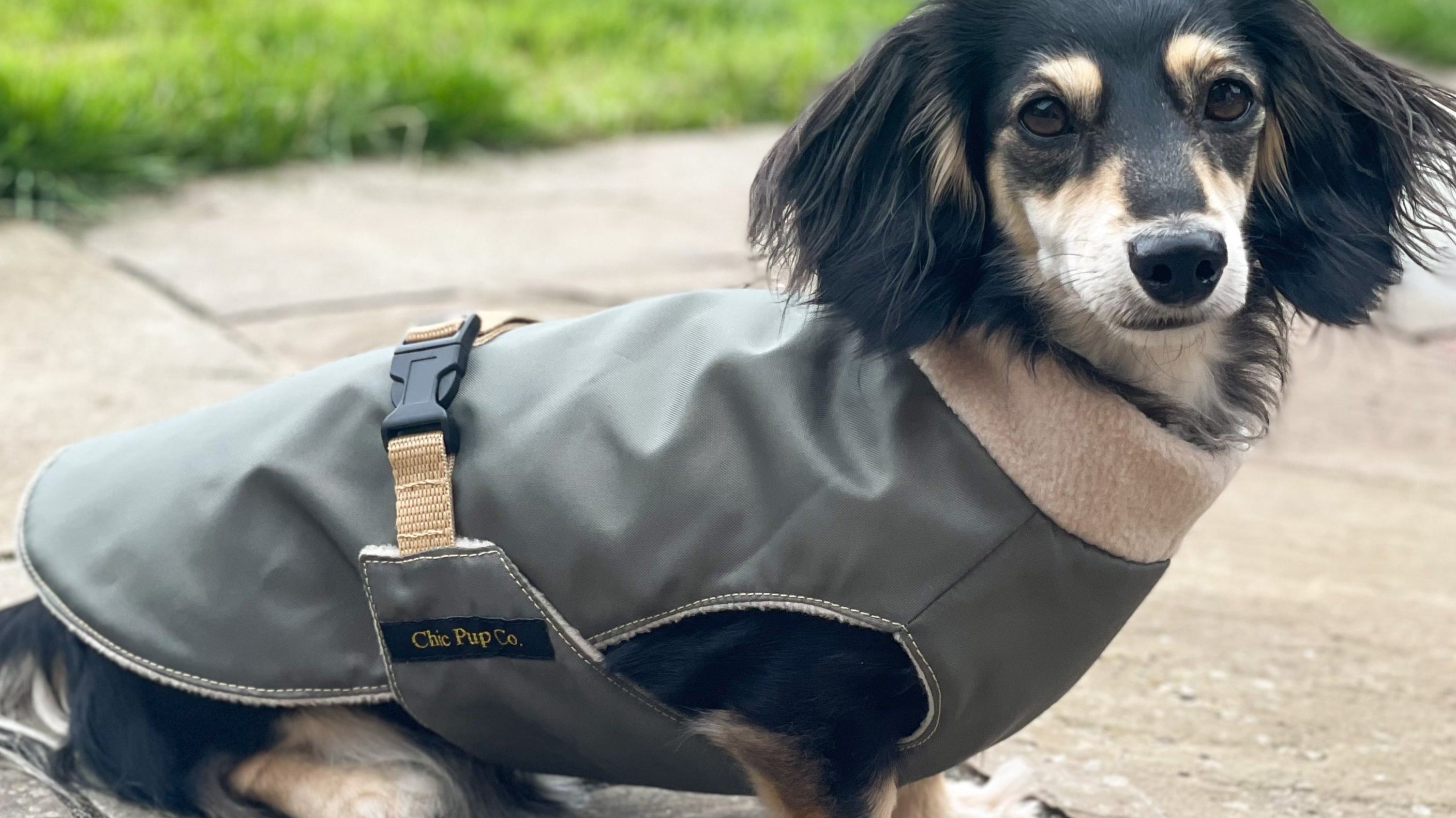 The Ultimate Guide to Keeping Your Dachshund Stylish & Comfortable