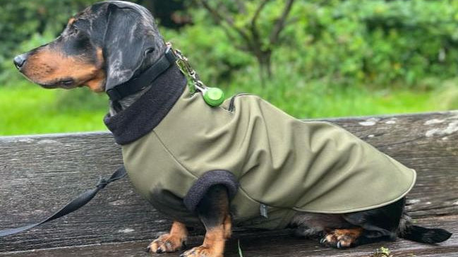 Embrace the Rain with Chic Pup Co's Newest Dachshund Products