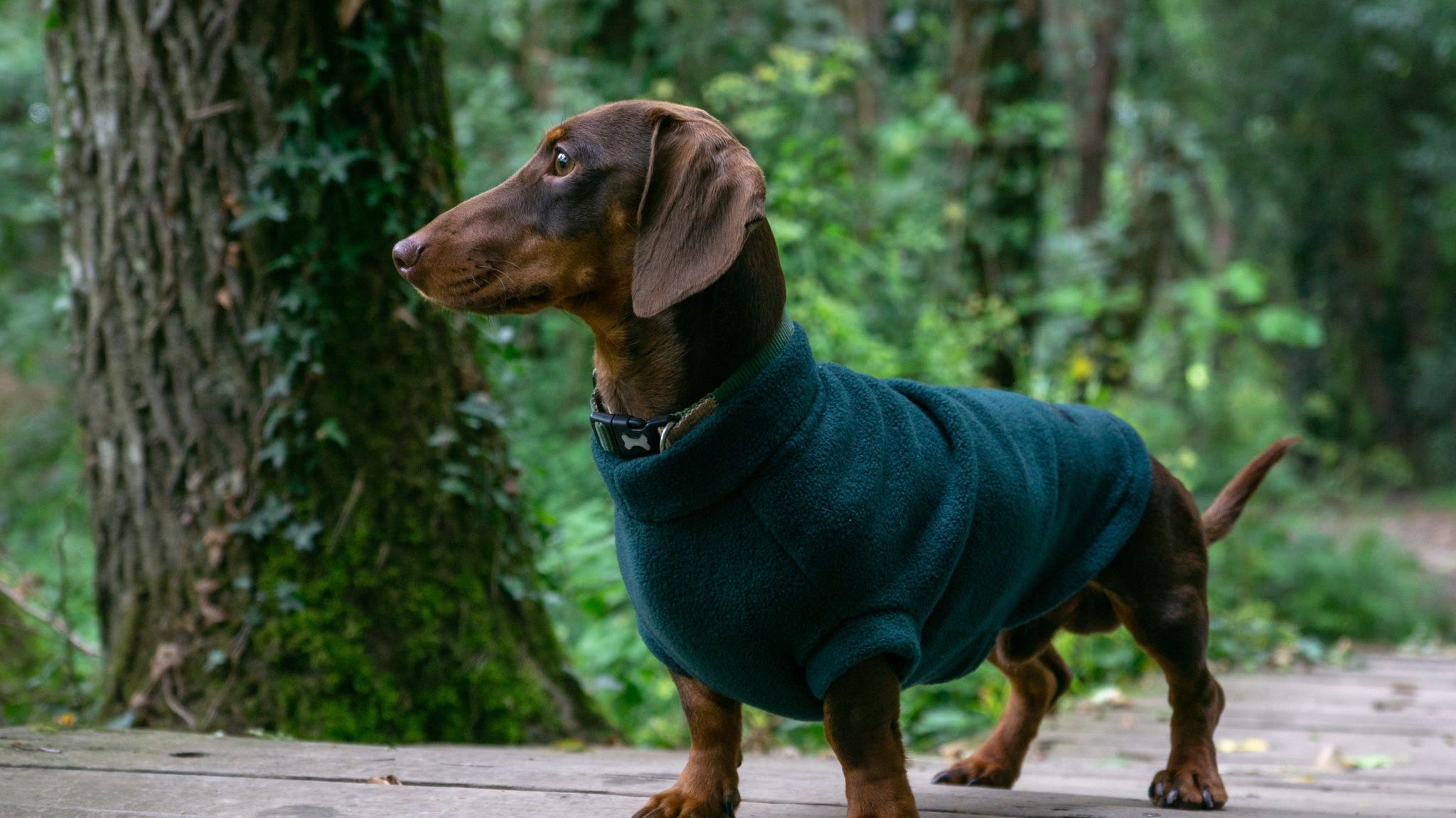 Stay Stylish and Snug with Dachshund Jumpers from Chic Pup Co