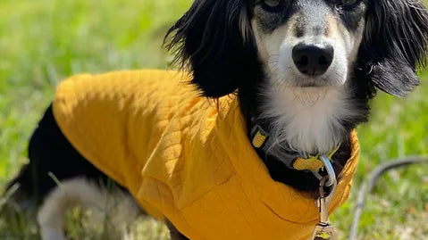 Where To Buy The Best Dachshund Products In 2023