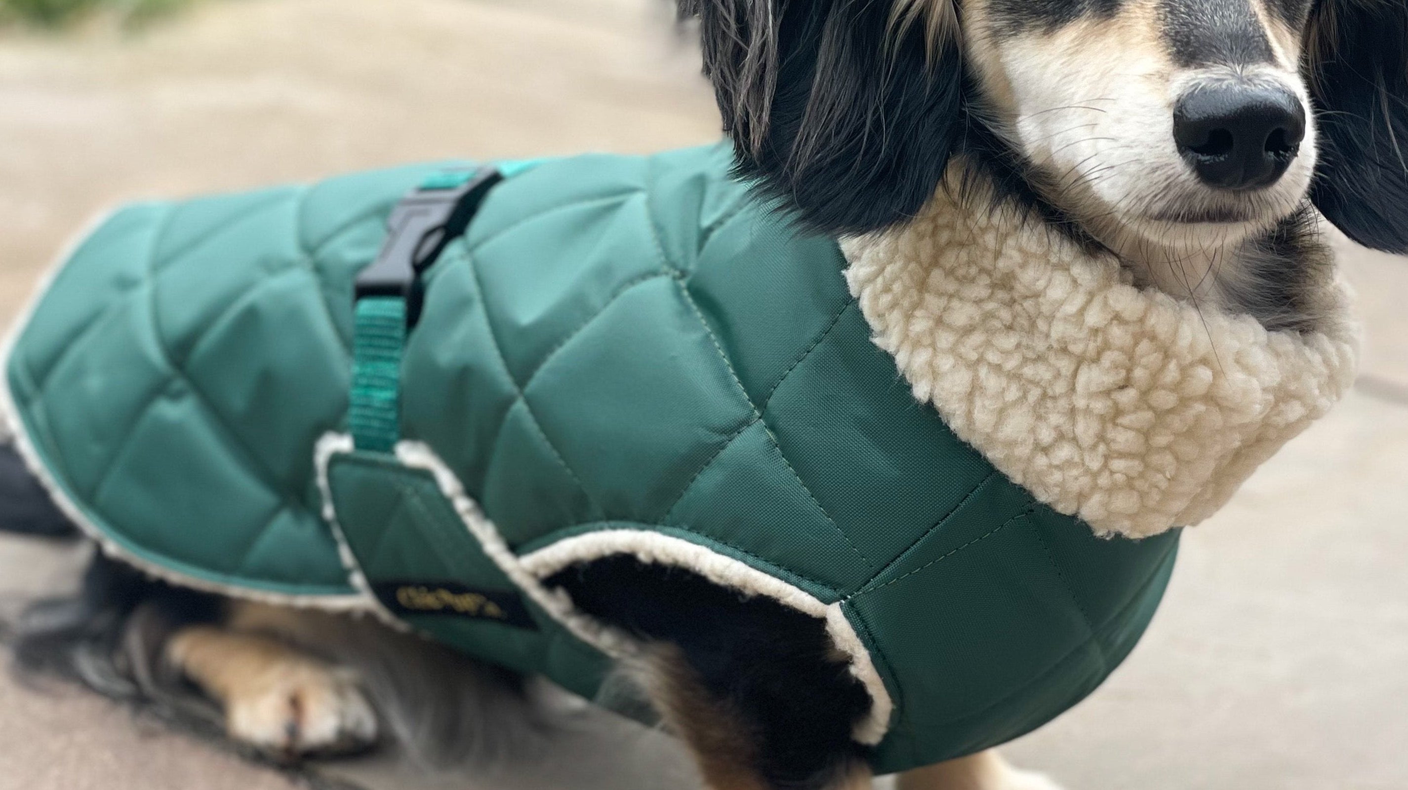 The Ultimate Guide to Stylish and Comfortable Dog Walks