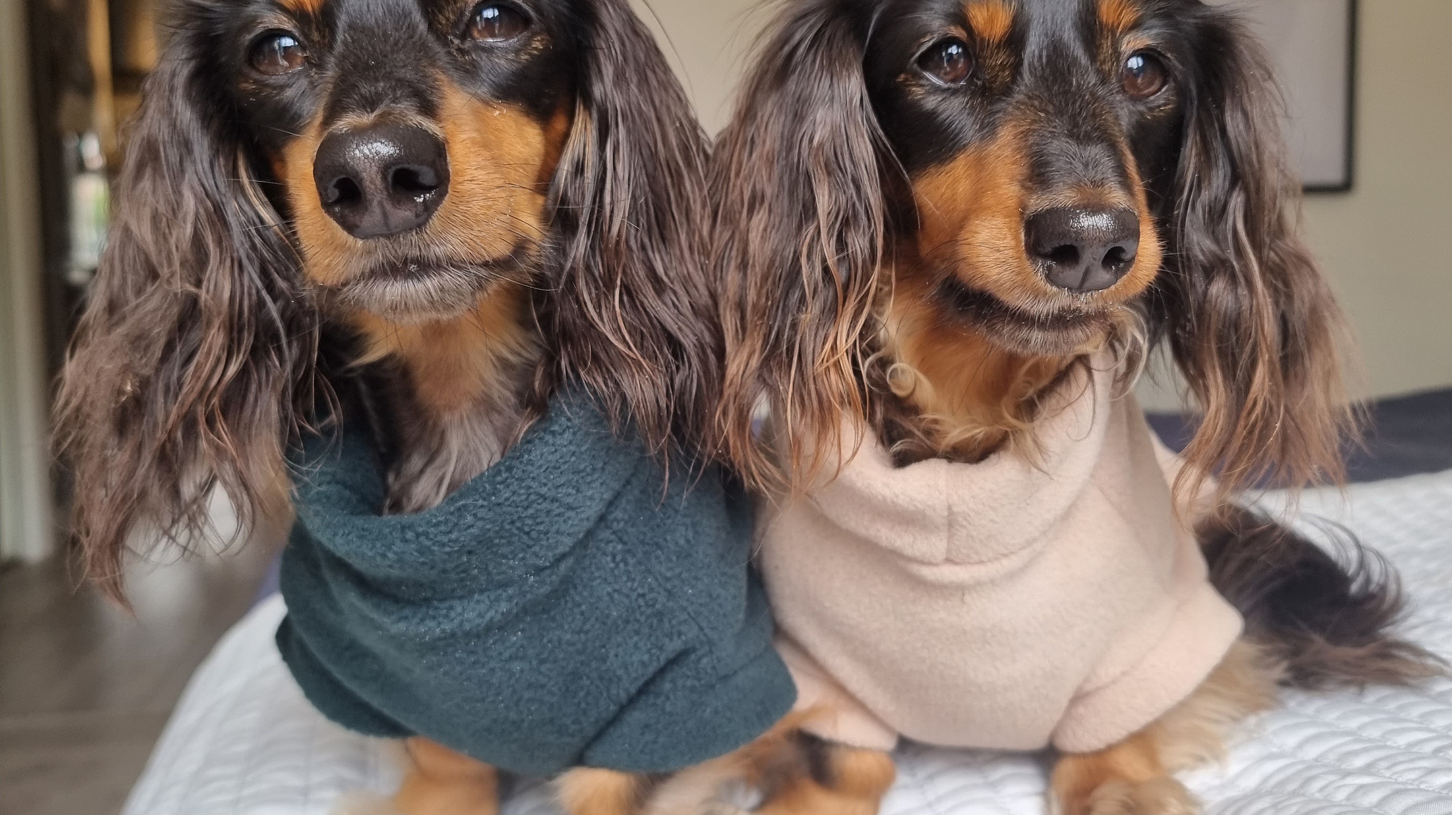 Keep Your Dachshund Cosy This Winter: The Best Dachshund Fleece Jumpers for Style and Warmth