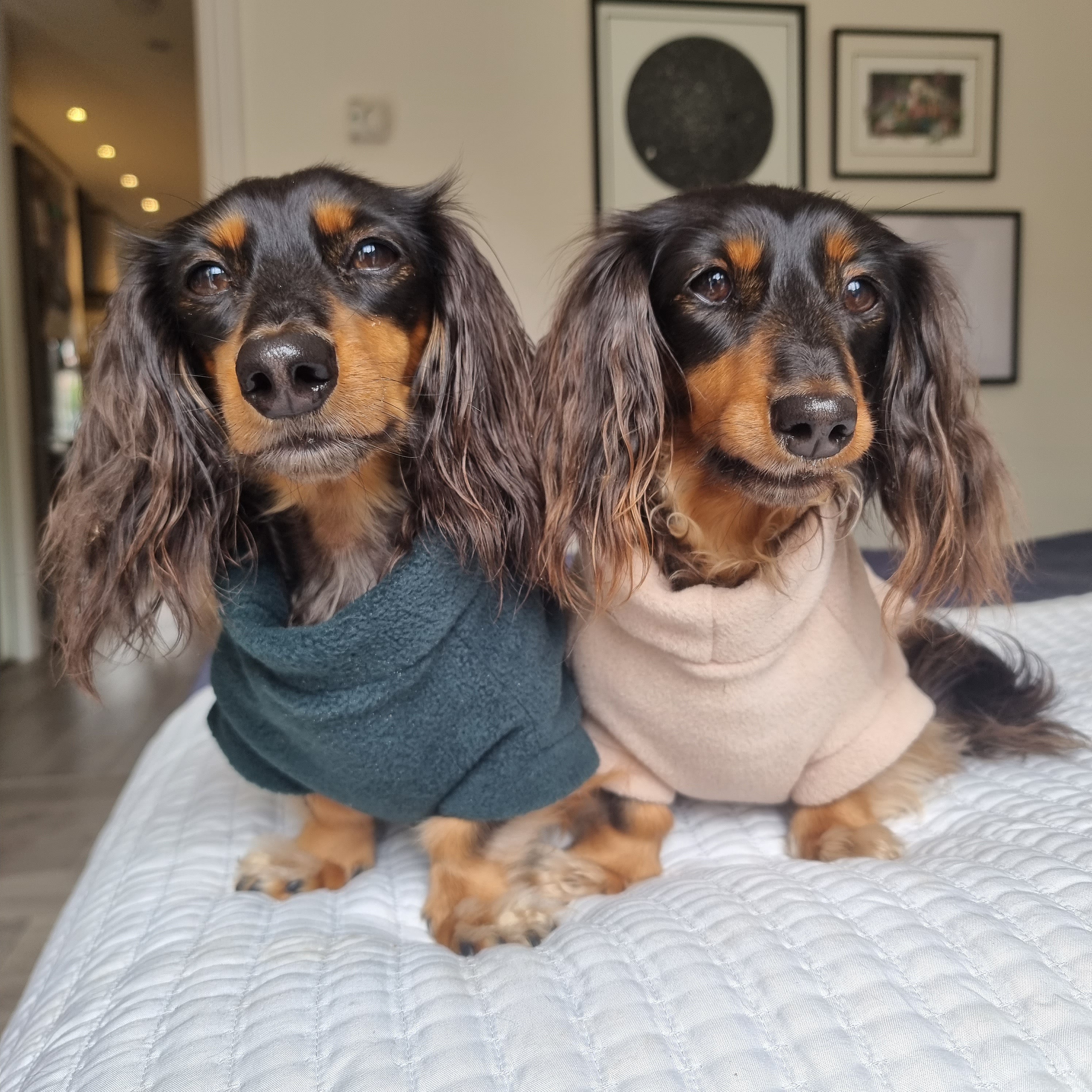 Keep Your Dachshund Cosy This Winter: The Best Dachshund Fleece Jumpers for Style and Warmth