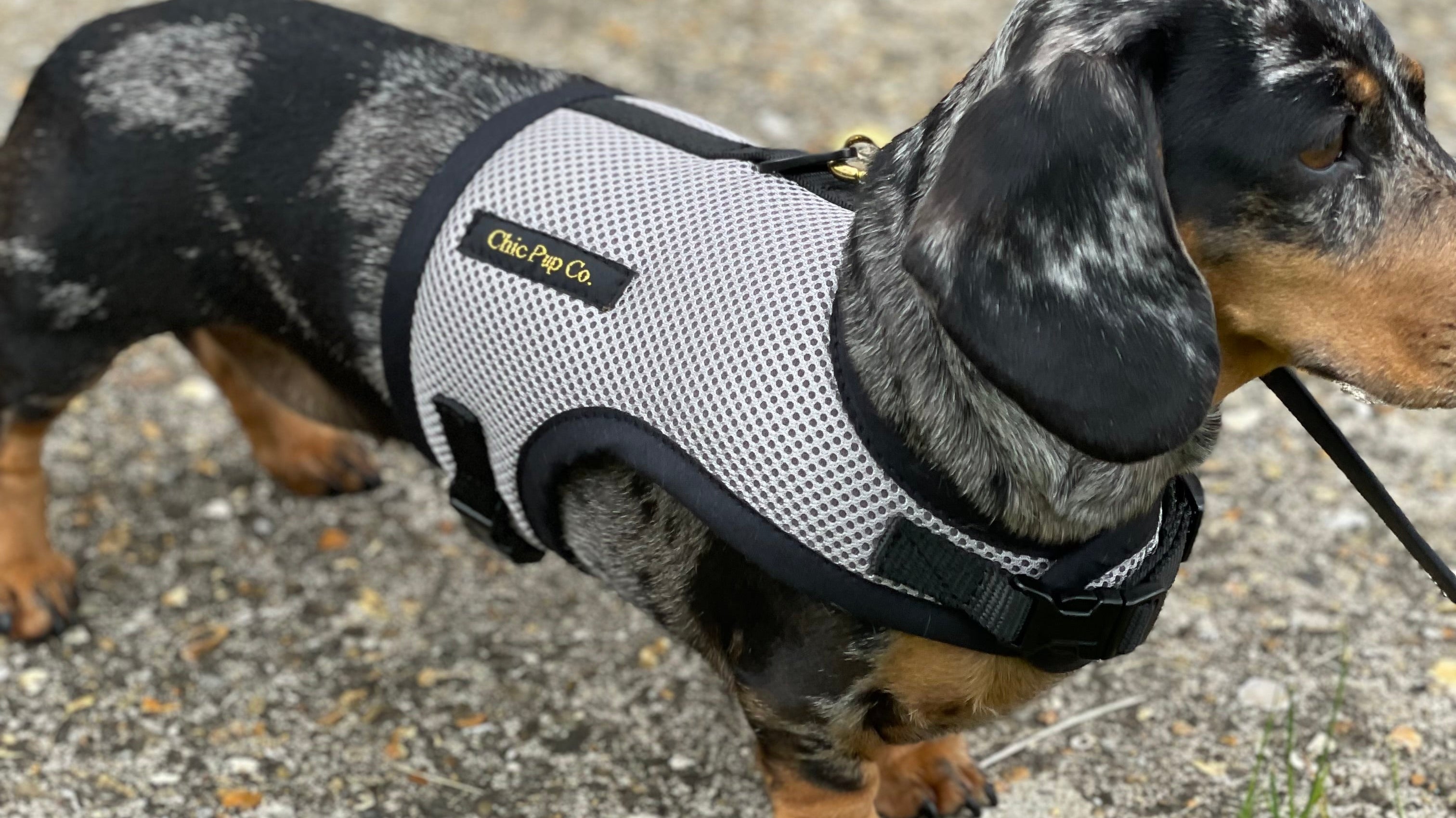 Introducing Our New Dachshund No Rub Harnesses: A Solution for Happy and Comfortable Pups!