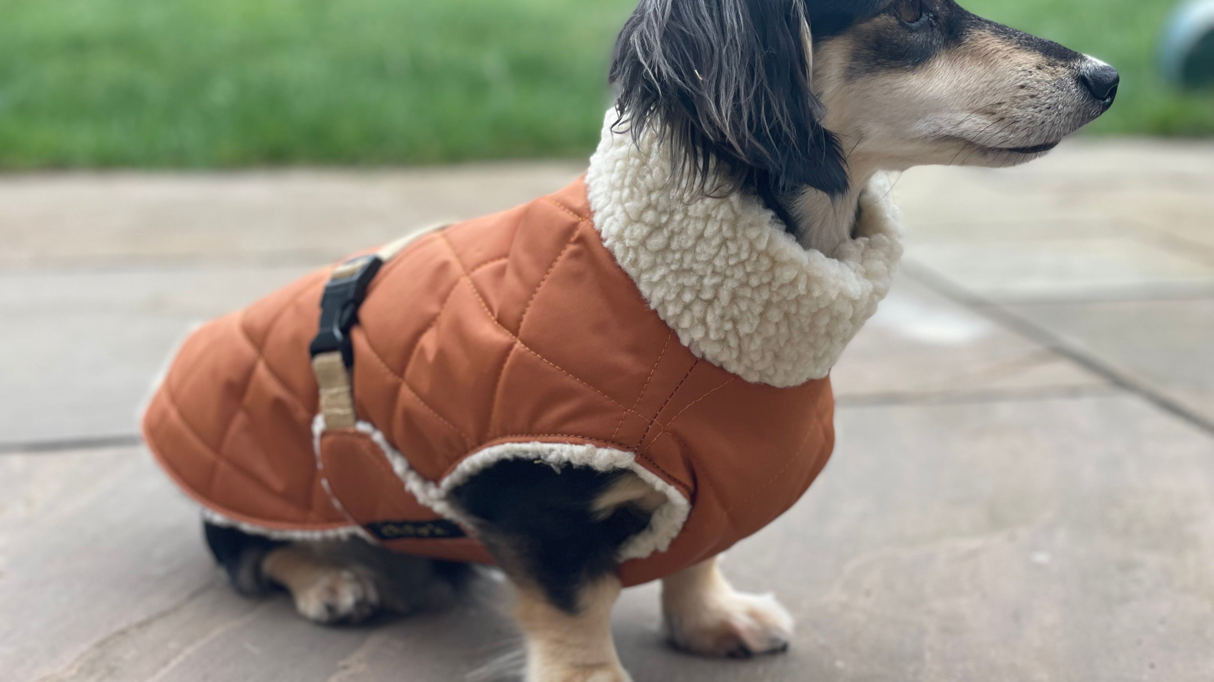 Introducing Chic Pup Co.'s Newest Dachshund Coat: The Quilted Sherpa Dapper