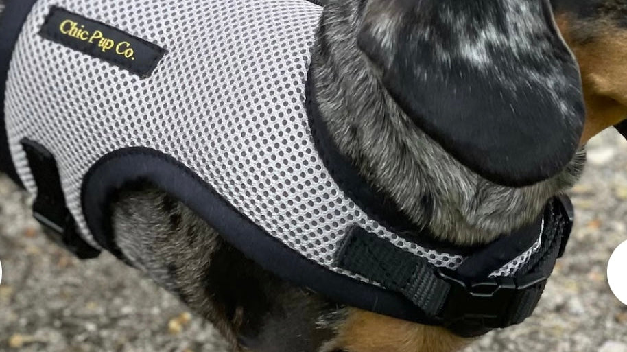 The Best Rub-Free Dachshund Harness Just Got Better – Now With Custom Embroidery!