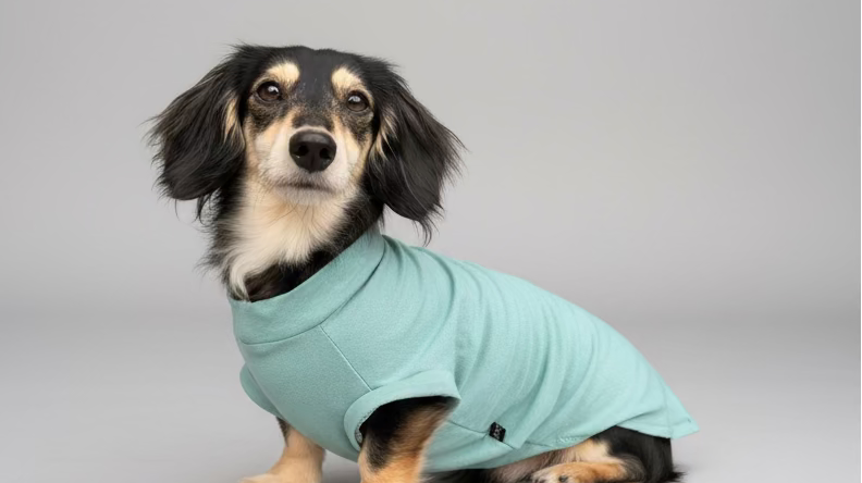 How to Keep Your Dachshund Cool This Summer (+ Our Favourite Summer Picks)