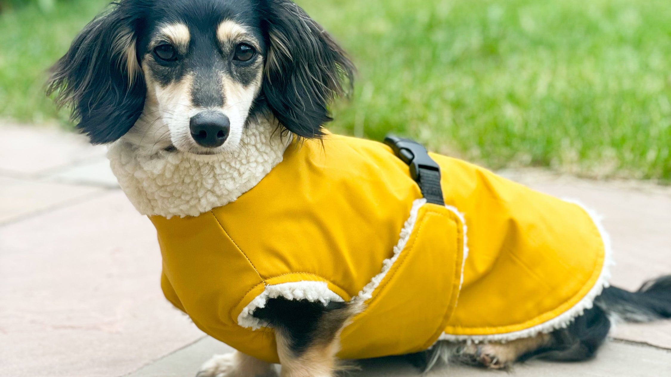 Stylish and Functional: Discover the Perfect Dachshund Coats from Chic Pup Co