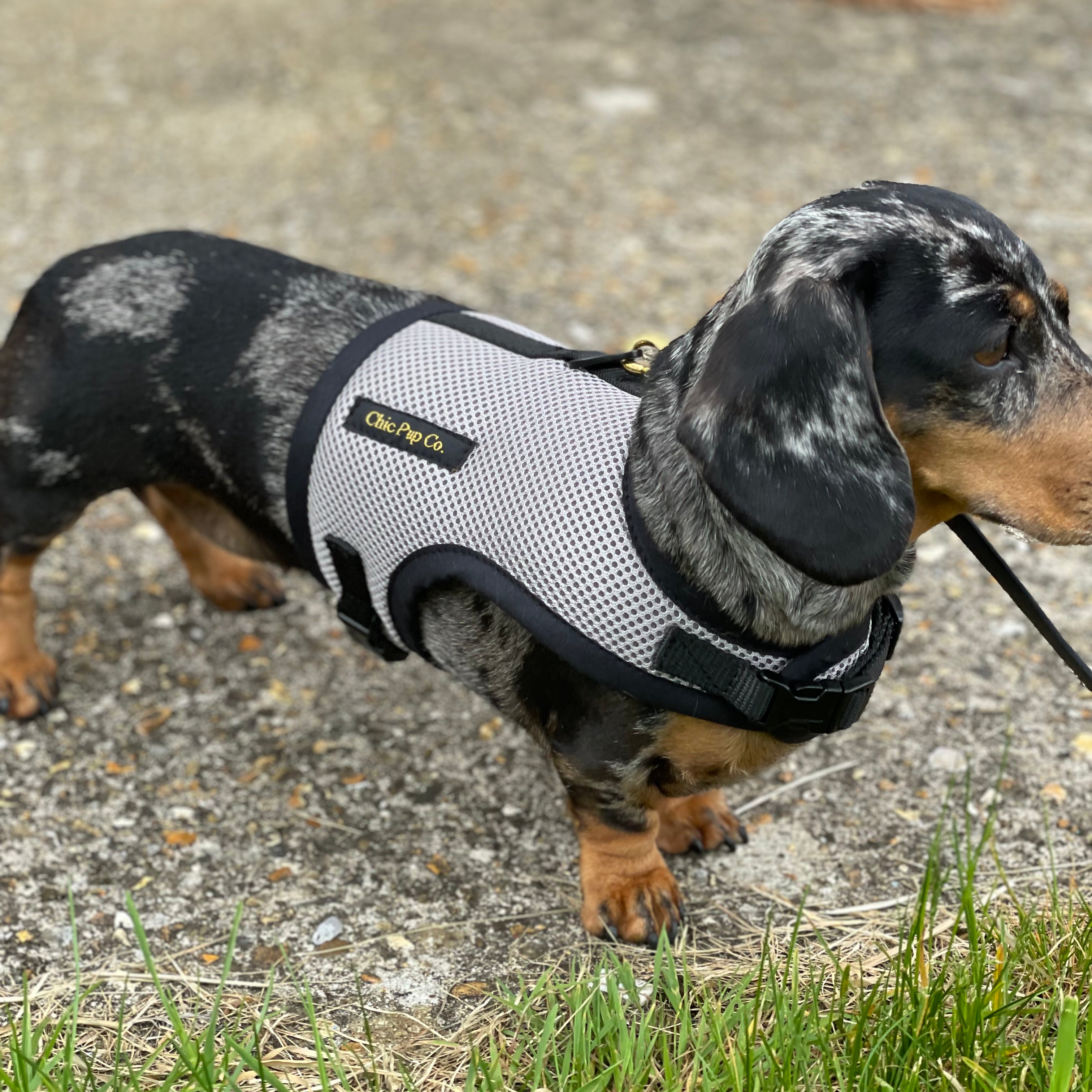 Dachshund wearing a comfortable no rub harness from Chic Pup Co