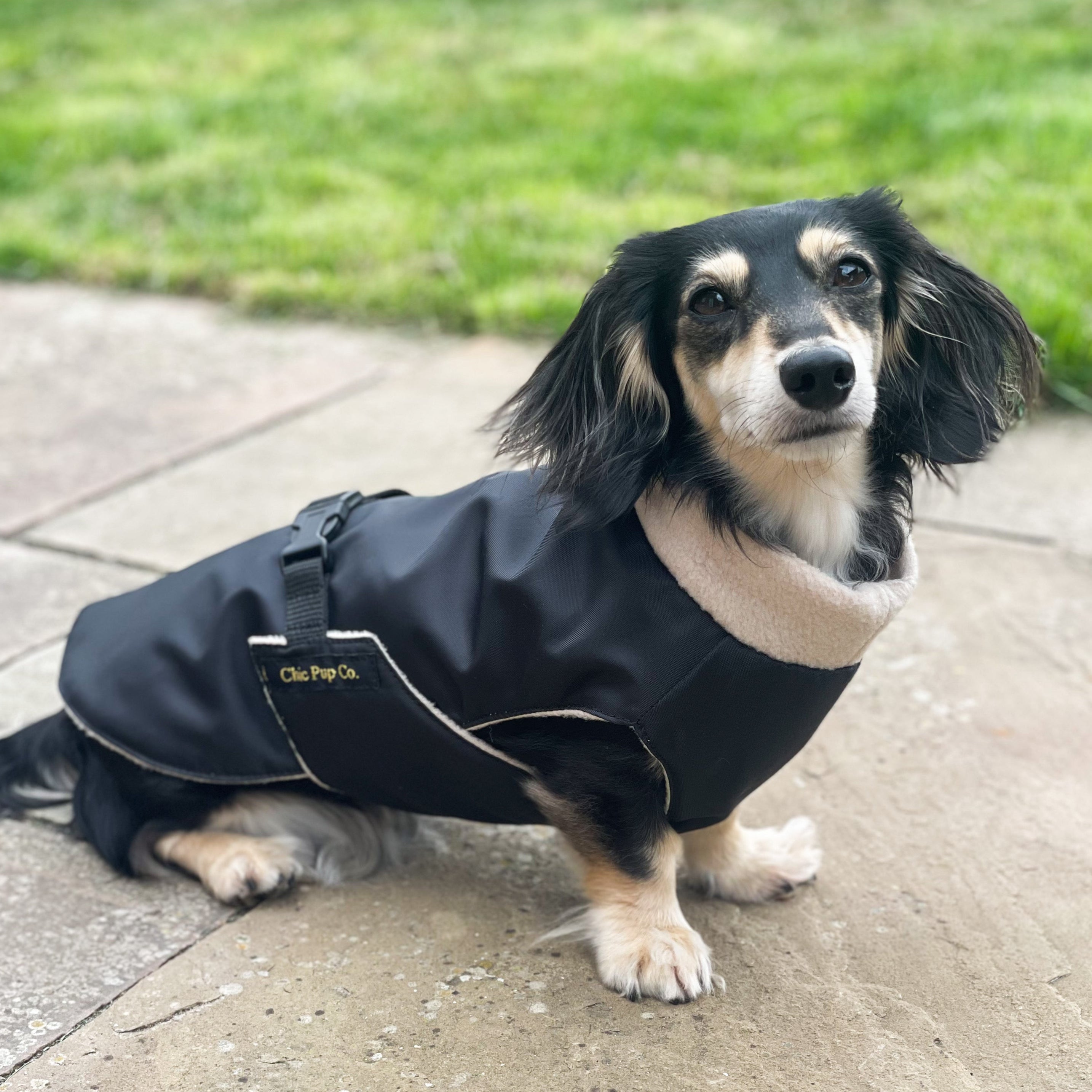 Dog wearing a black coat on a sidewalk with grass in the background