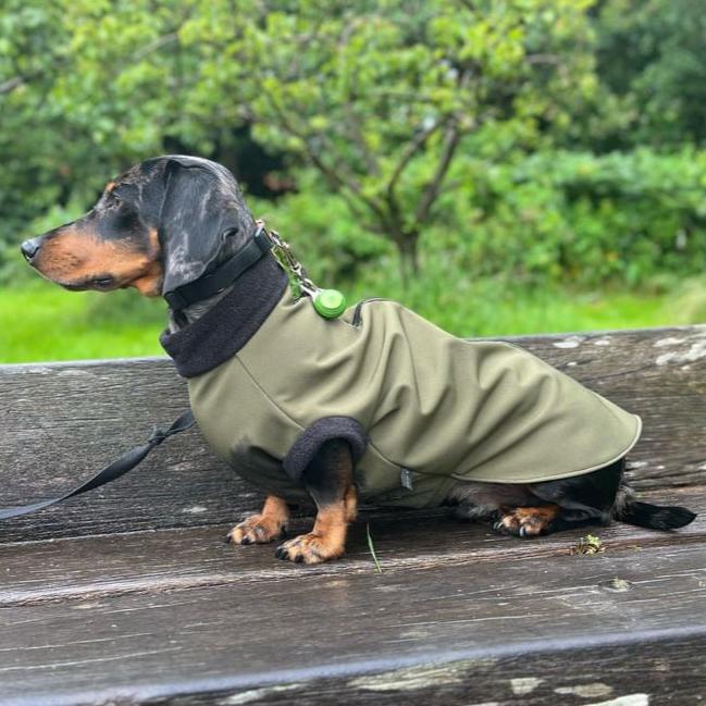 A Dachshund wearing a green waterproof fleece jumper with a zipper.