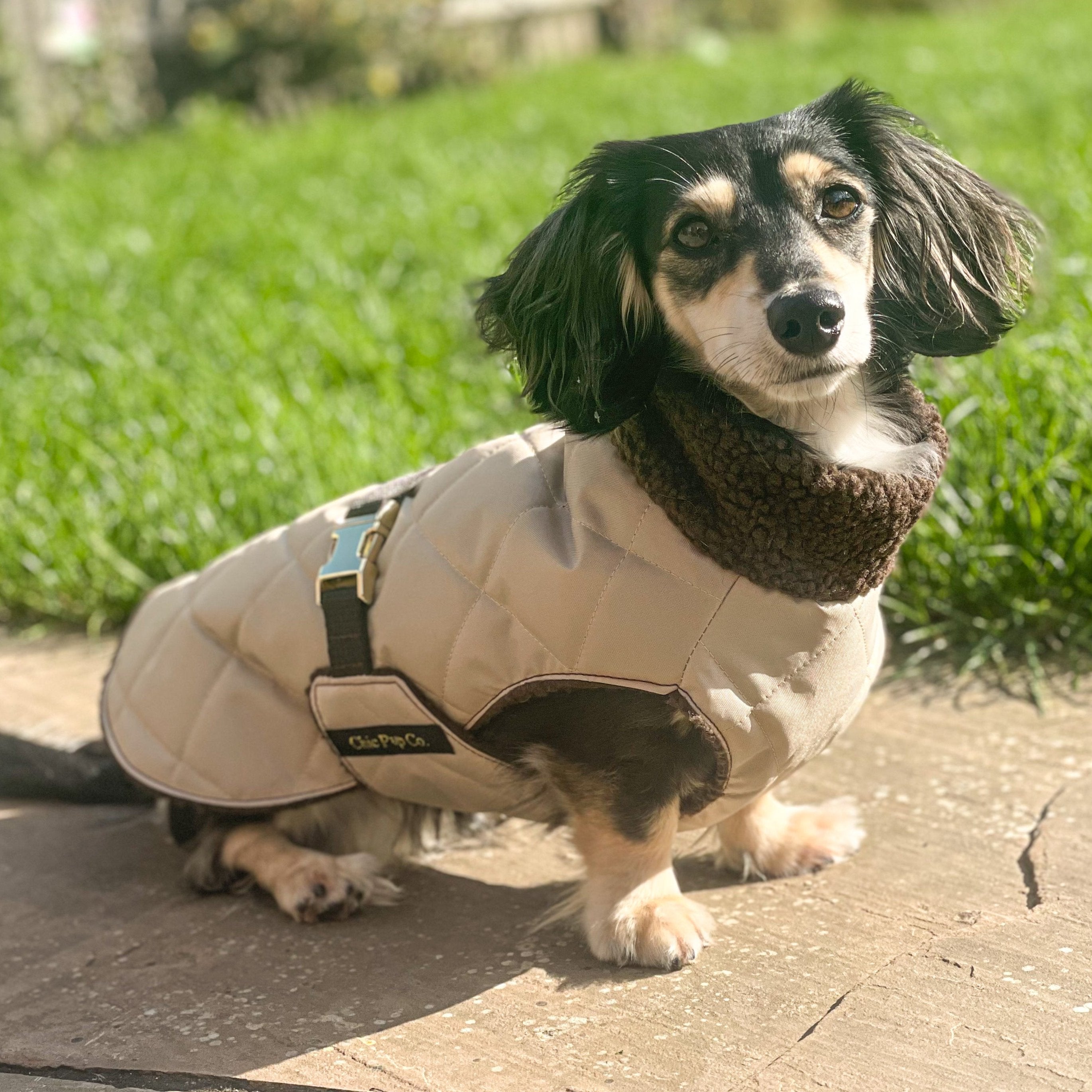 A dachshund wearing a beige and brown quilted sherpa coat with a harness attached to it.