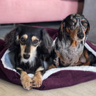 Two dogs, one black and one with a brown and white coat, sitting inside a purple corduroy pet snuggle sack.