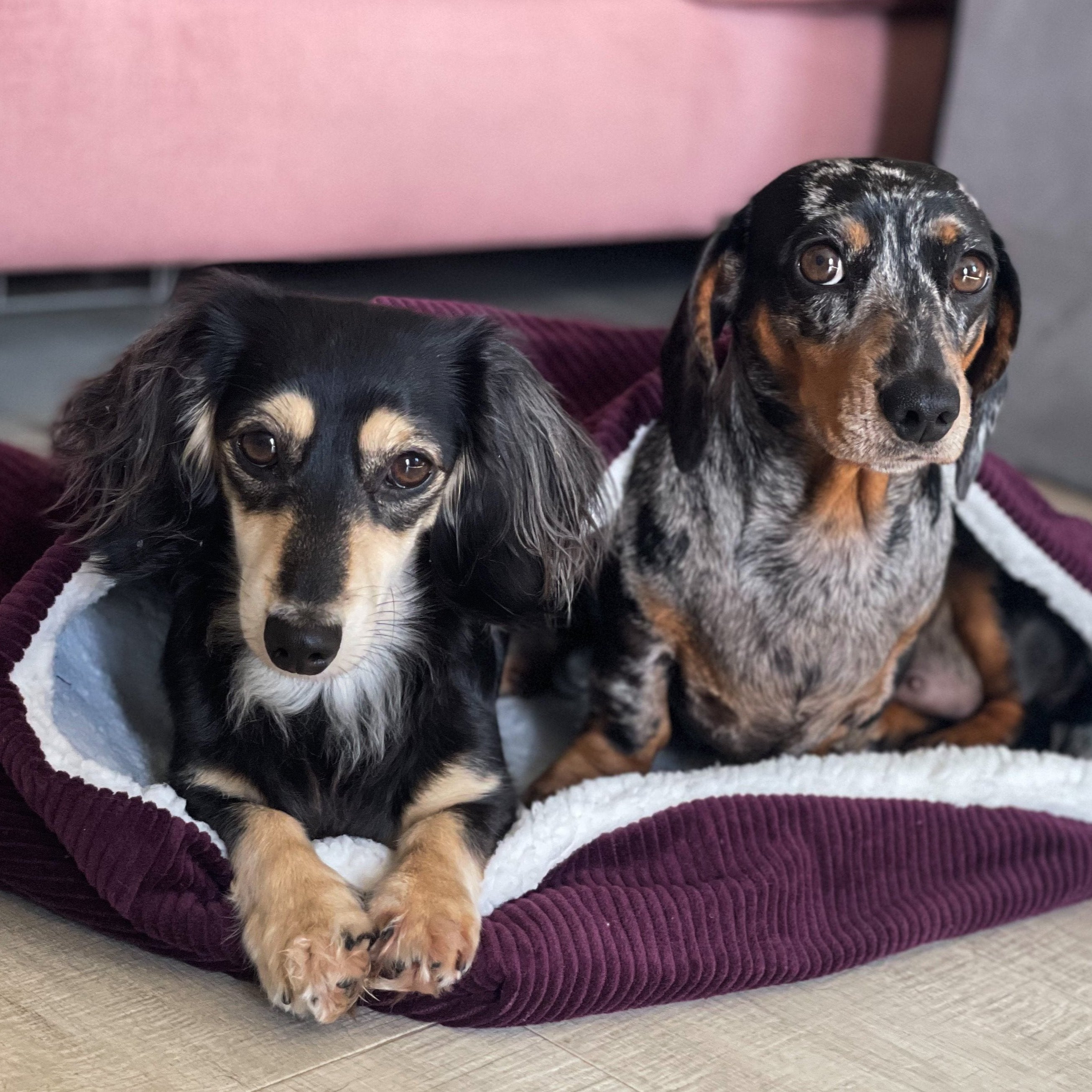 Two dogs, one black and one with a brown and white coat, sitting inside a purple corduroy pet snuggle sack.