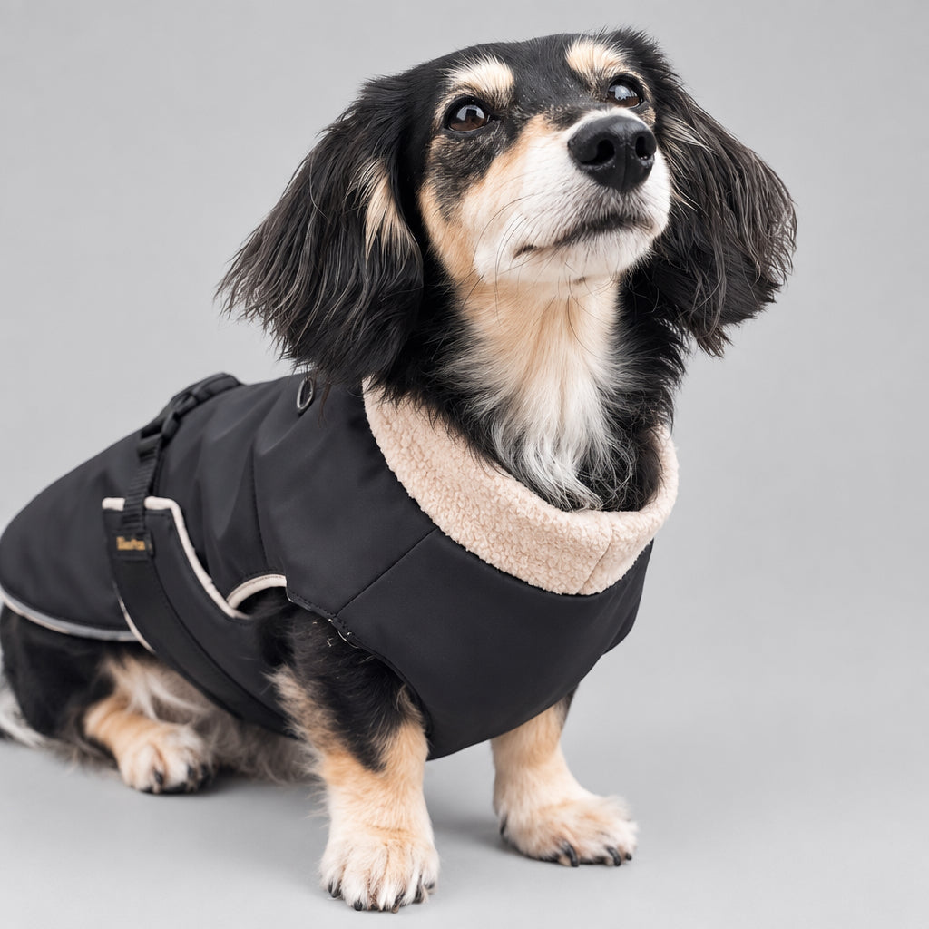 Dog wearing a black coat standing on a sidewalk with grass in the background