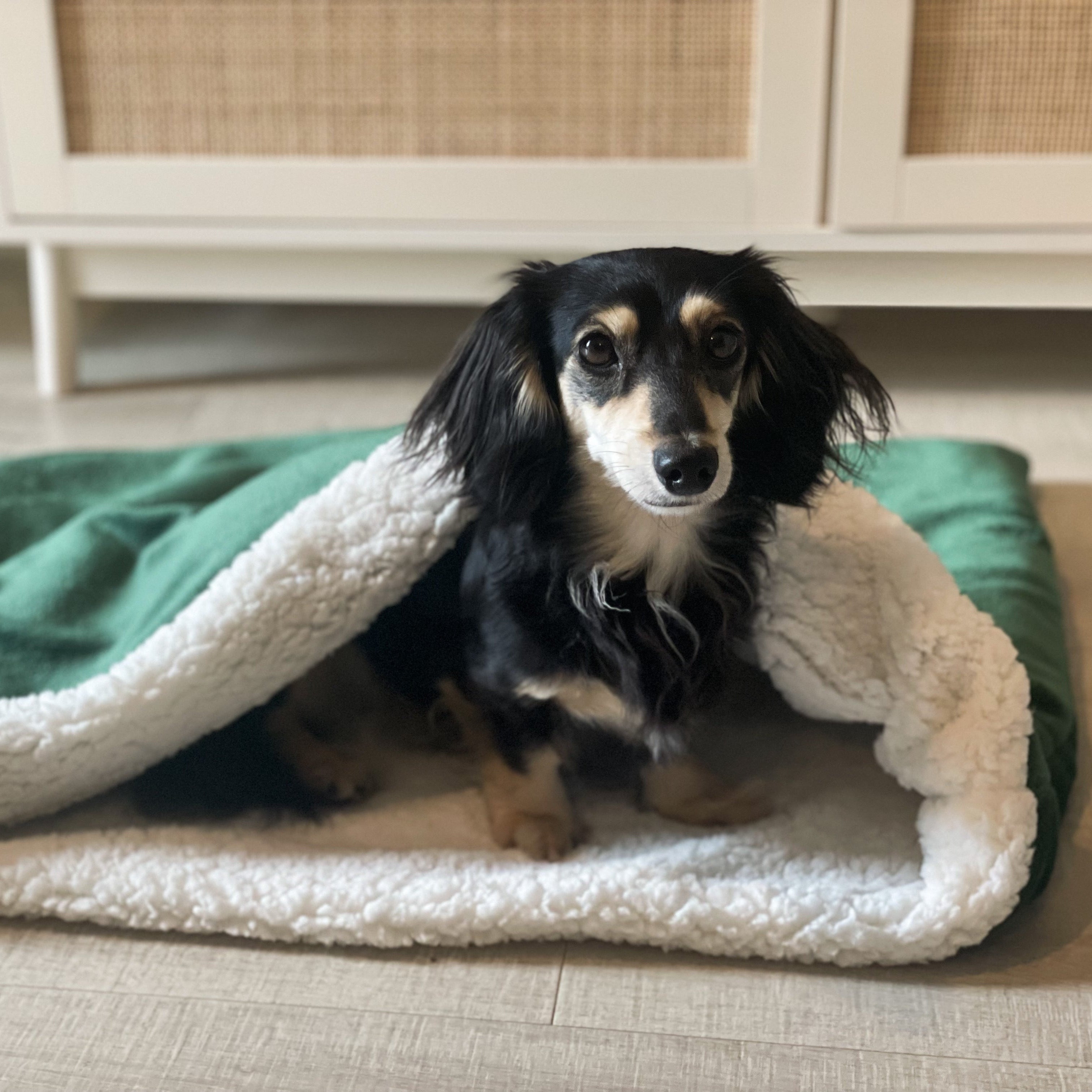 Dog lying on a green and white blanket in a room with wooden flooring and furniture.