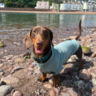 Dog in a light blue sweater standing on a rocky beach with houses and trees in the background.