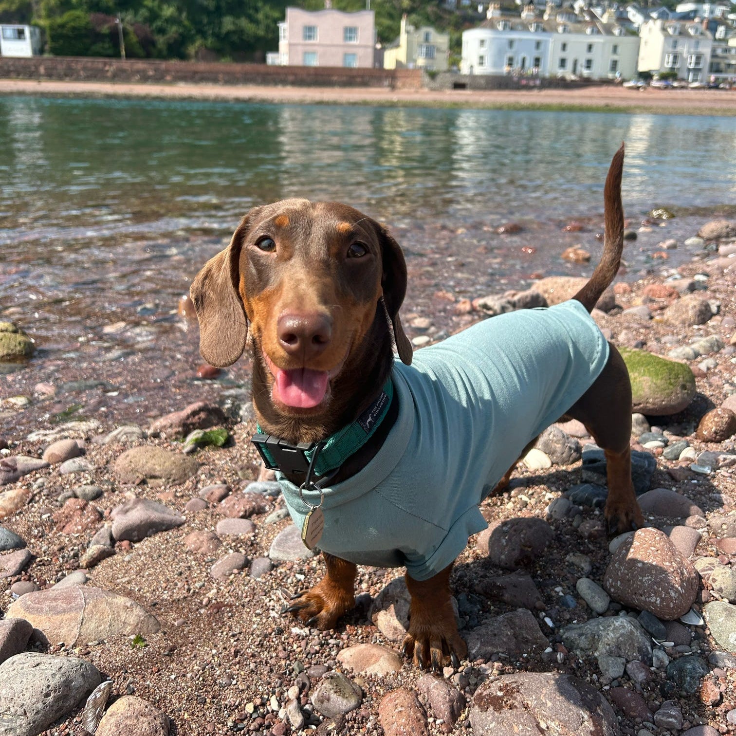 Dog in a light blue sweater standing on a rocky beach with houses and trees in the background.
