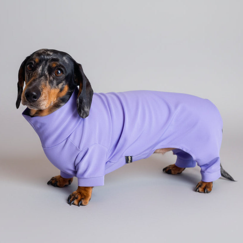 A dachshund wearing a purple waterproof 4 legged suit.