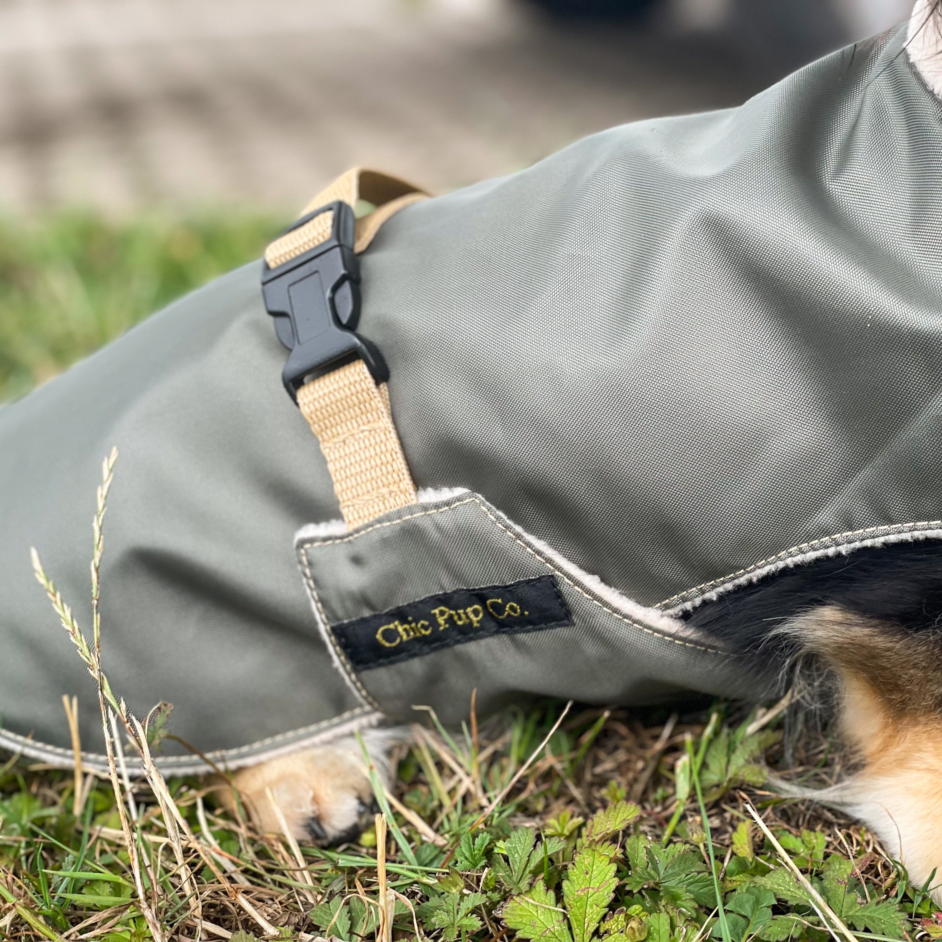 Dog dachshund wearing a grey coat with a visible brand logo, standing on grass.
