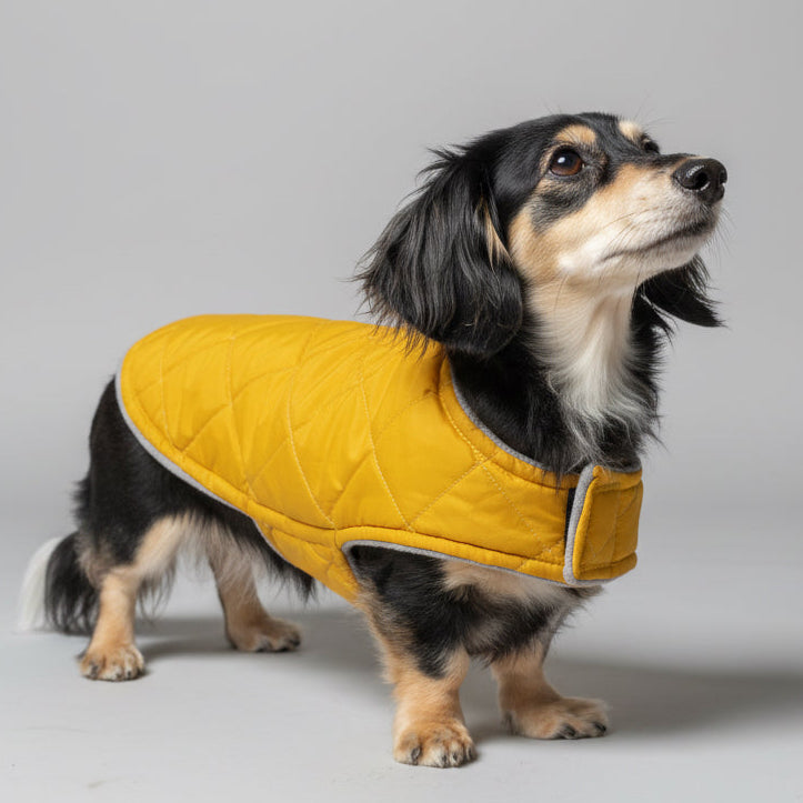 Dachshund Puffer Coat Chic Pup Co dachshund-puffer-coat-chic-pup-co