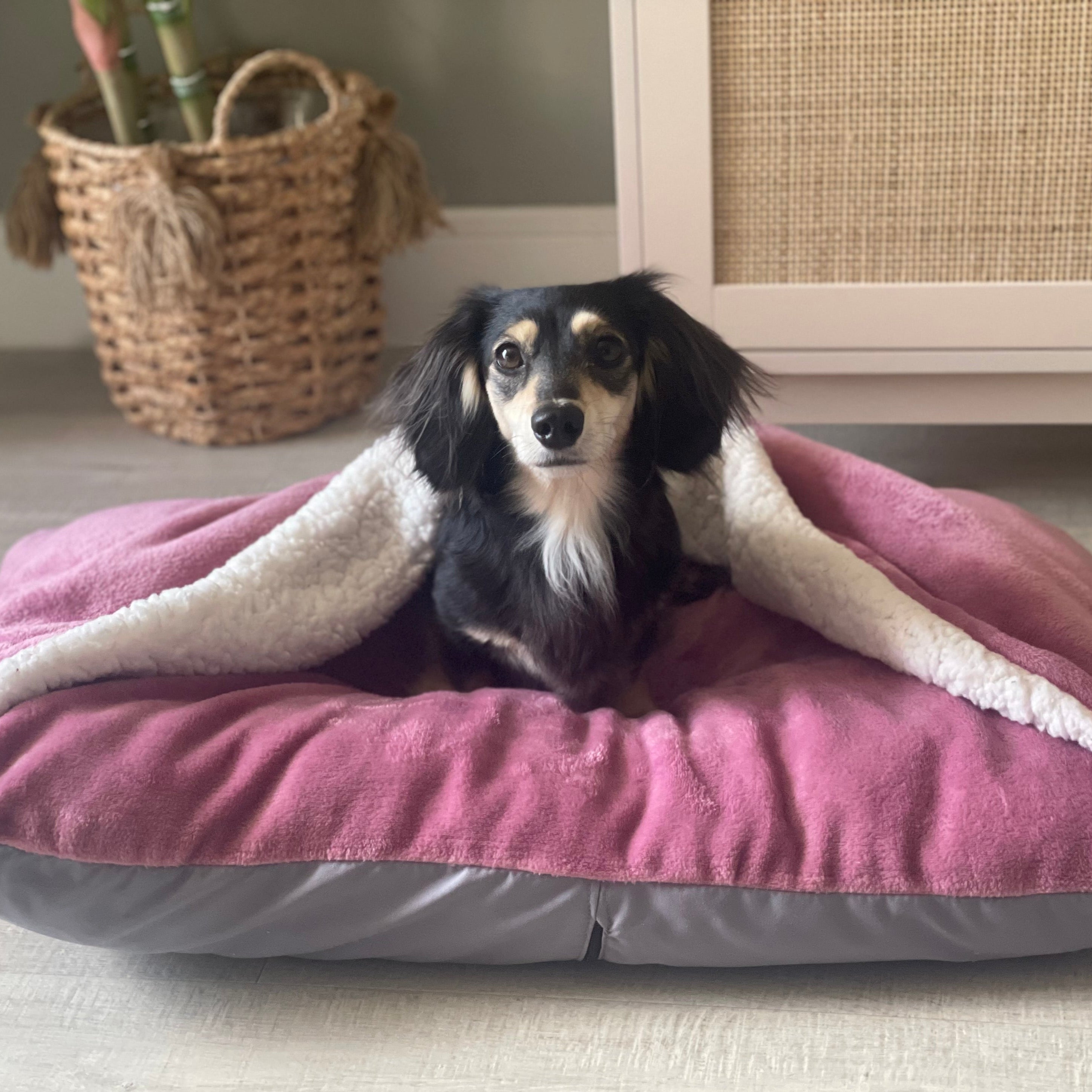 Dachshund in a pink snuggle cave bed