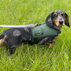 Dog wearing a green dachshund harness in a grassy field