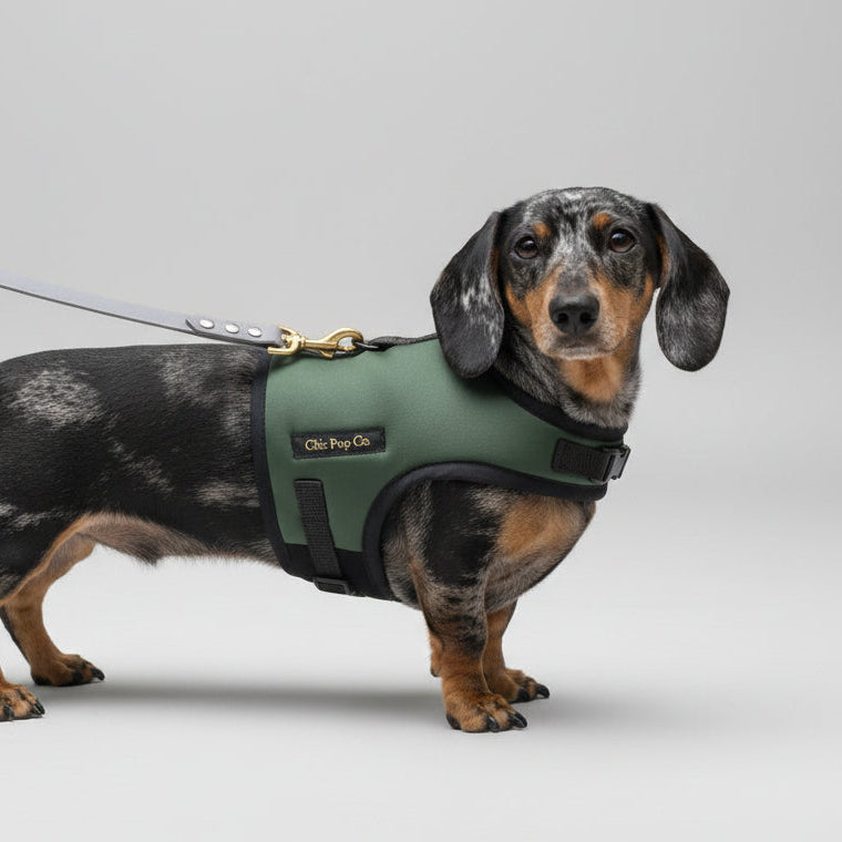 Dog wearing a green dachshund no rub harness in a grassy field