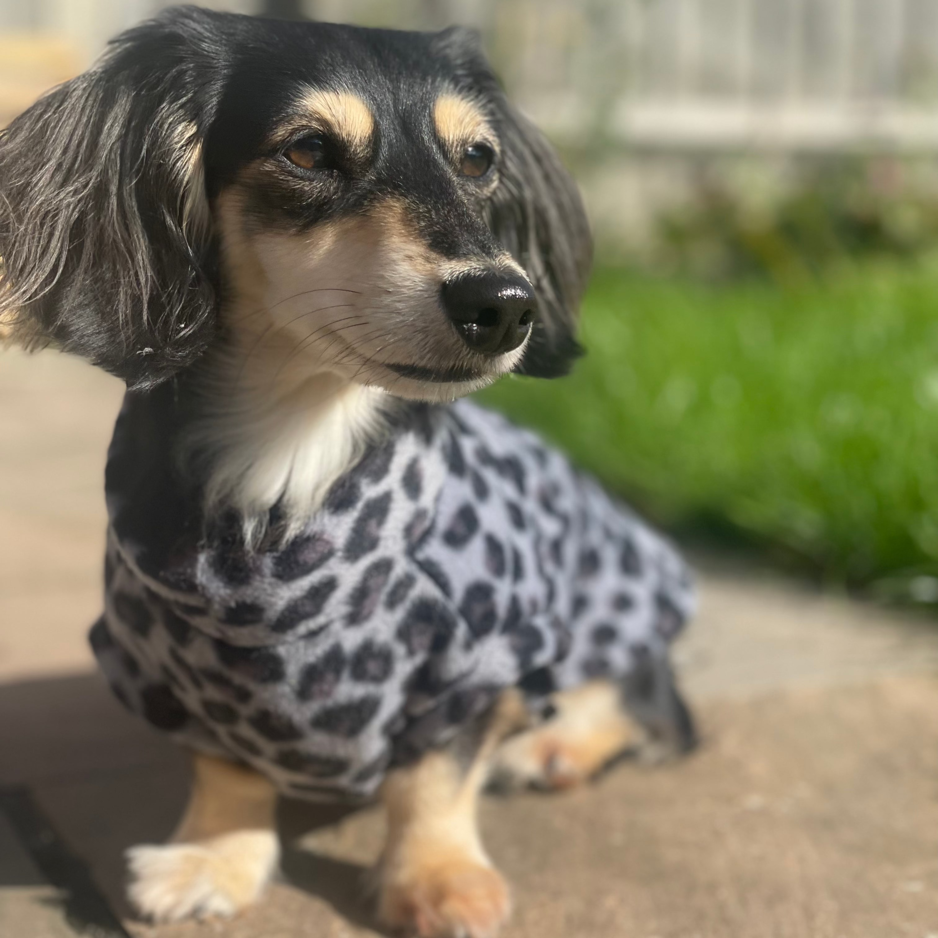 A Dachshund wearing a leopard print fleece jumper with the hood on, sitting on a outdoor floor.