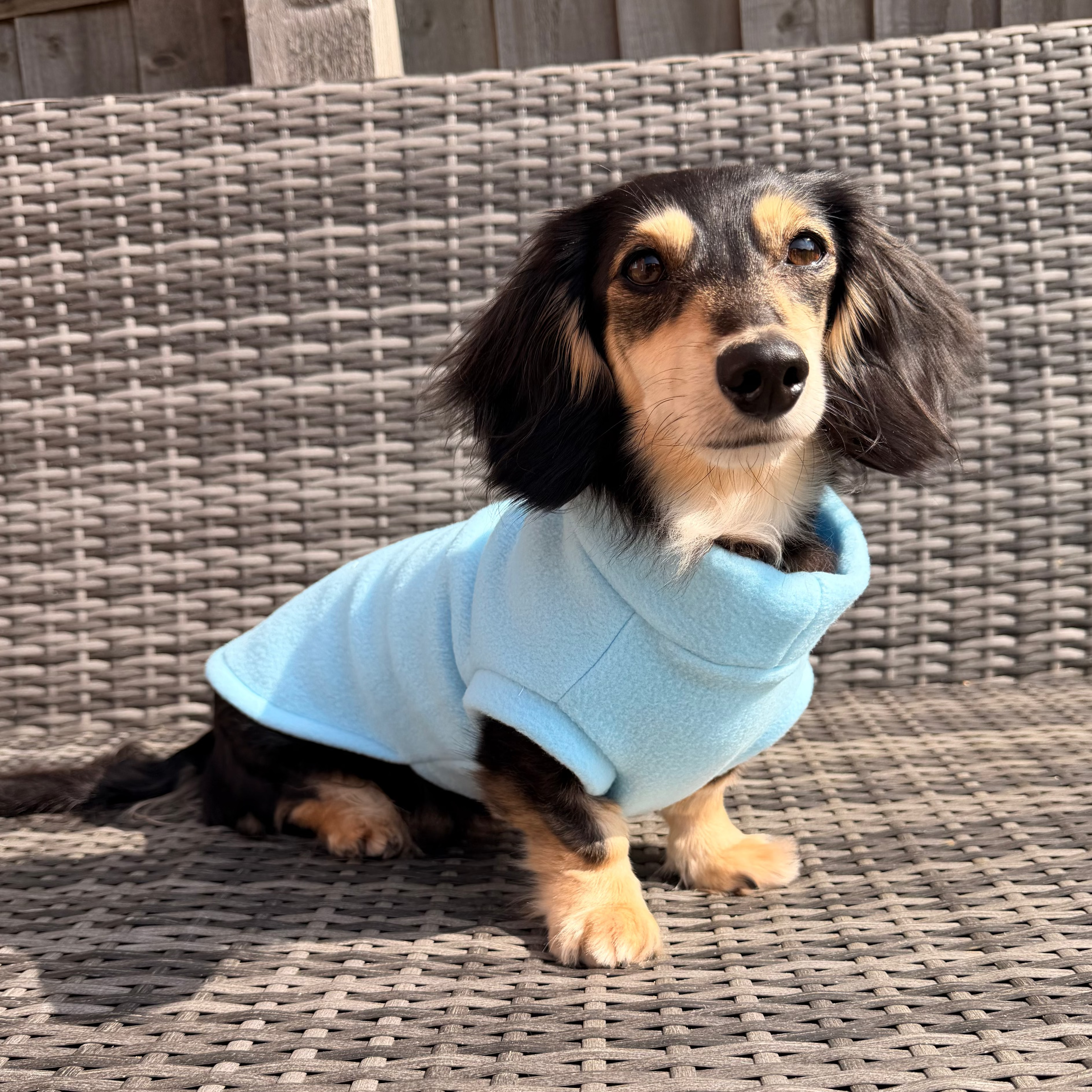 Small dog wearing a light blue sweater sitting on a wicker chair.