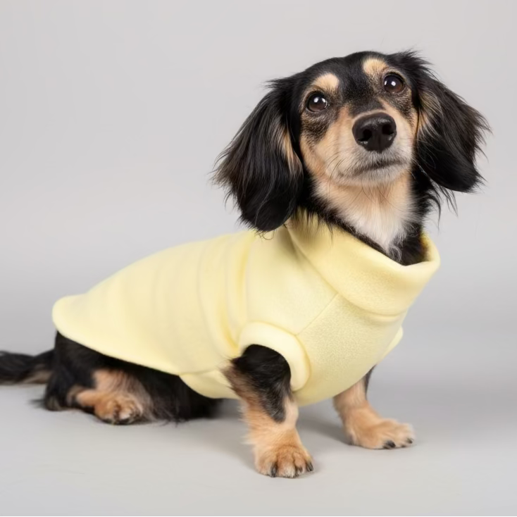 Dog wearing a yellow sweater on a gray background