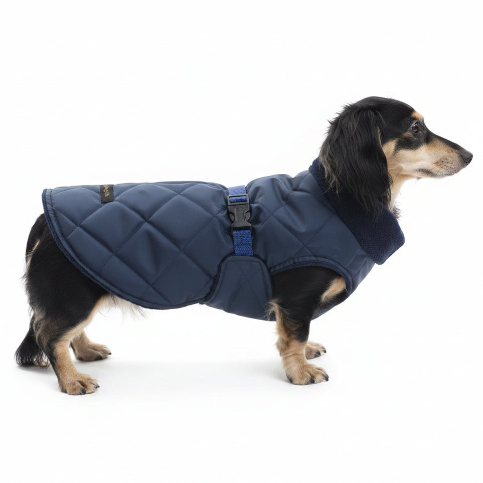 dachshund in a quilted perfect fit coat