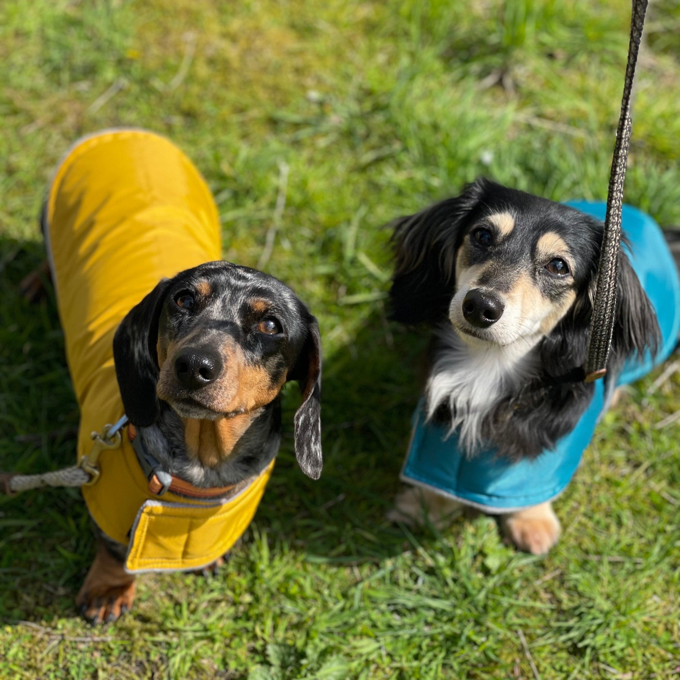 dachshund dogs in waterproof coats