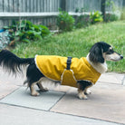 dachshund coat