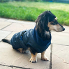 Dog wearing a blue dachshund puffer coat standing on a stone path with grass in the background