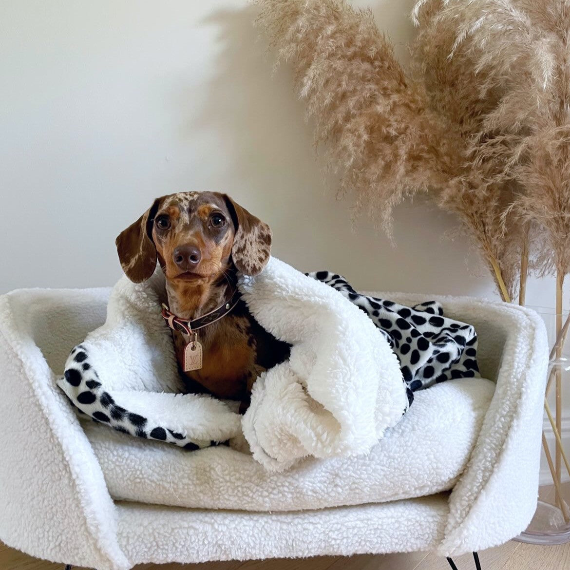 A dachshund, sitting in a white and patterned pet bed, wrapped in a white blanket with a polka dot design.