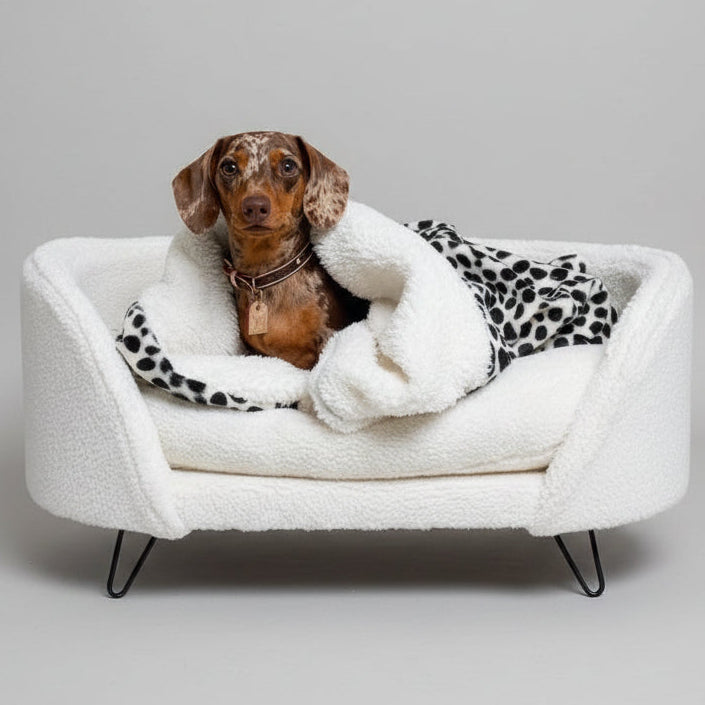 A dachshund, sitting in a white and patterned pet bed, wrapped in a white blanket with a polka dot design.