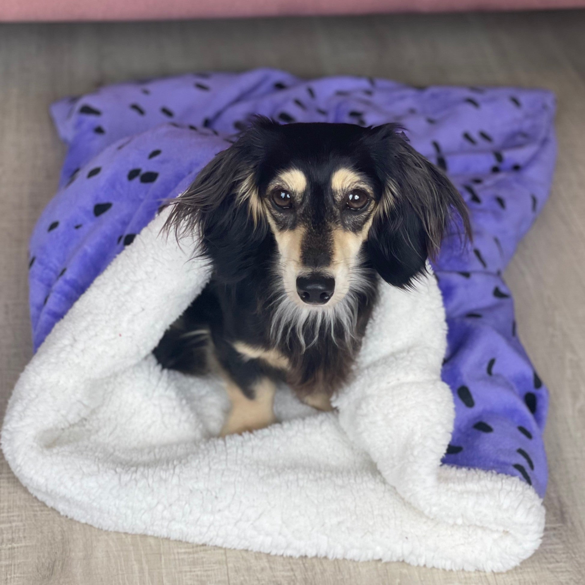 dog in a snuggle sack bed