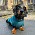 dog in a polar fleece teal jumper