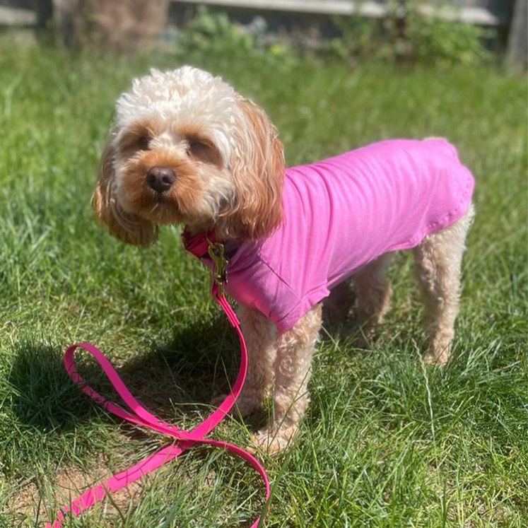 caavapoo dog in a bamboo cooling t-shirt