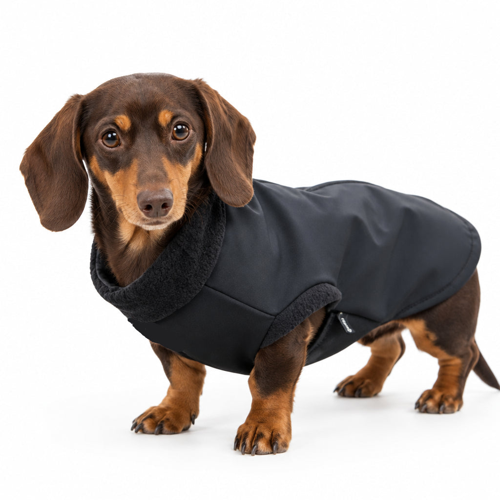 A dachshund wearing a black dog coat with a plush black collar, photographed against a seamless white background.