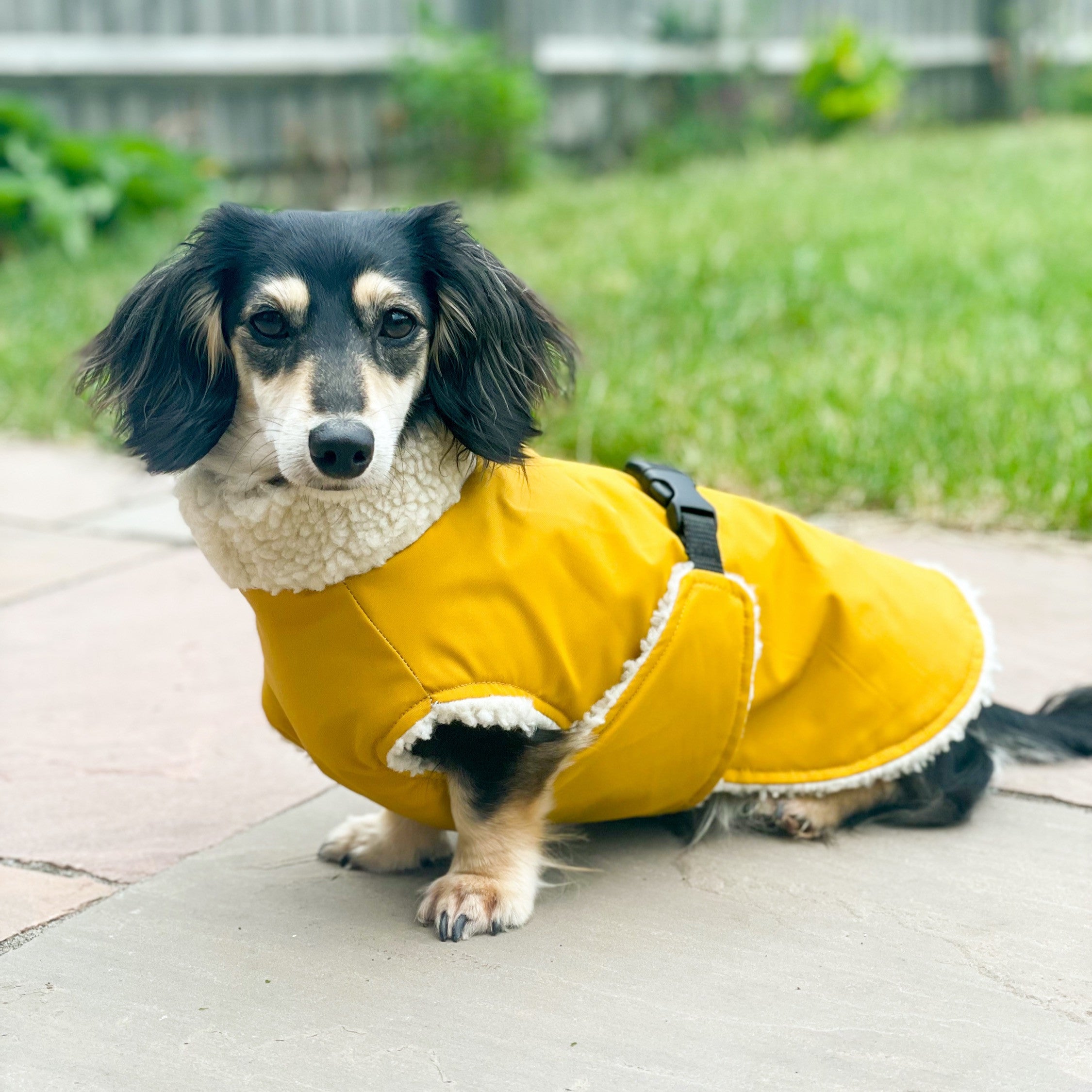 A dachshund wearing a yellow sherpa coat with black collar and fleece lining, sitting on a paved outdoor area.