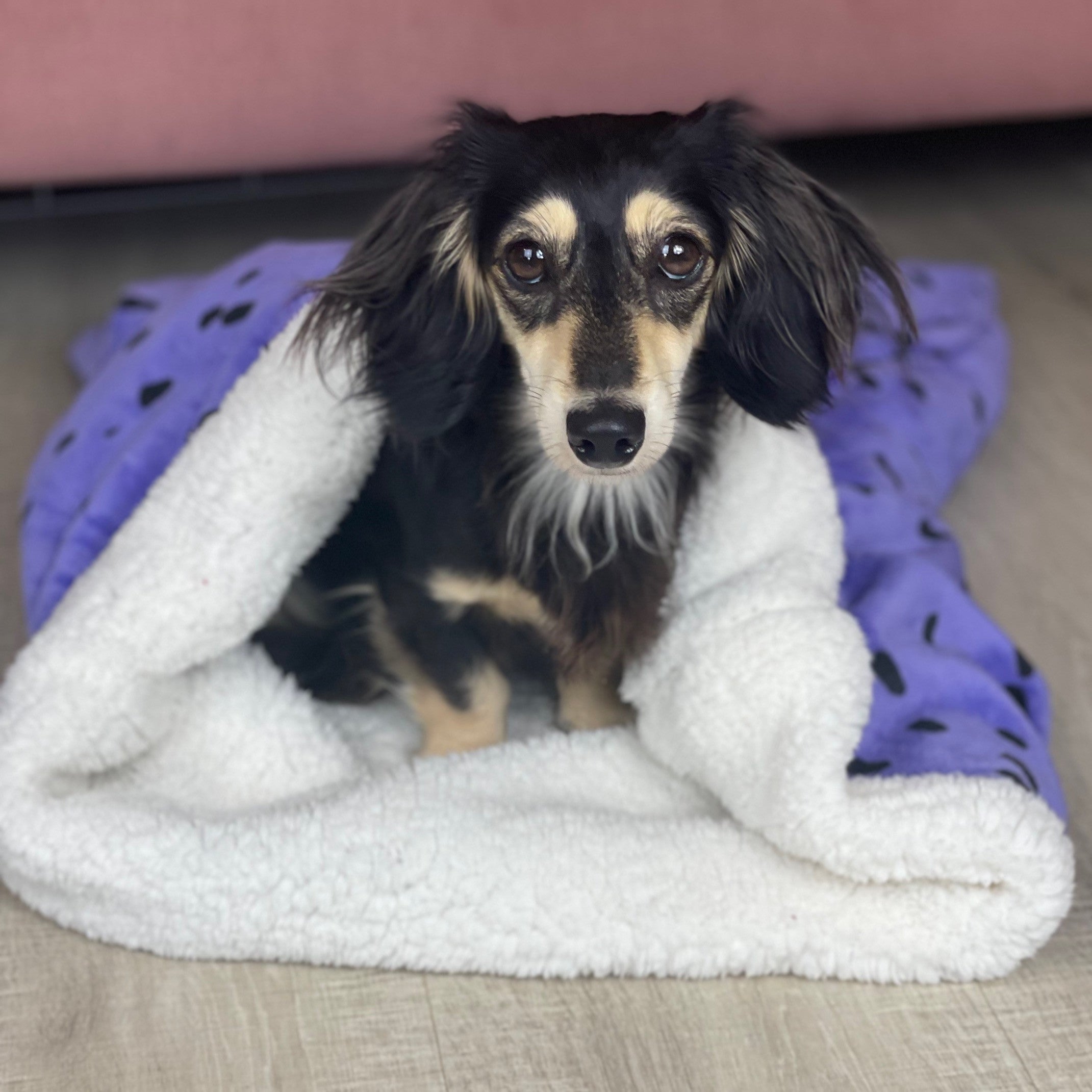 A small dachshund dog peeking out from a white snuggle sack with purple paint dots design.